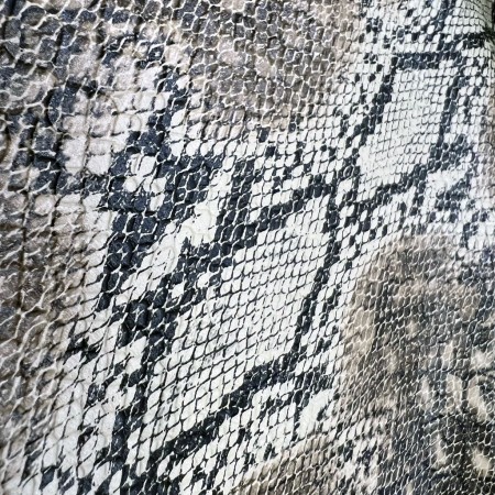 Polipiel Python