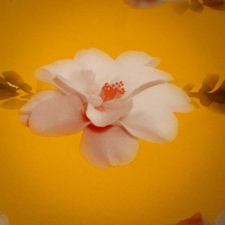 Estampado magnolia